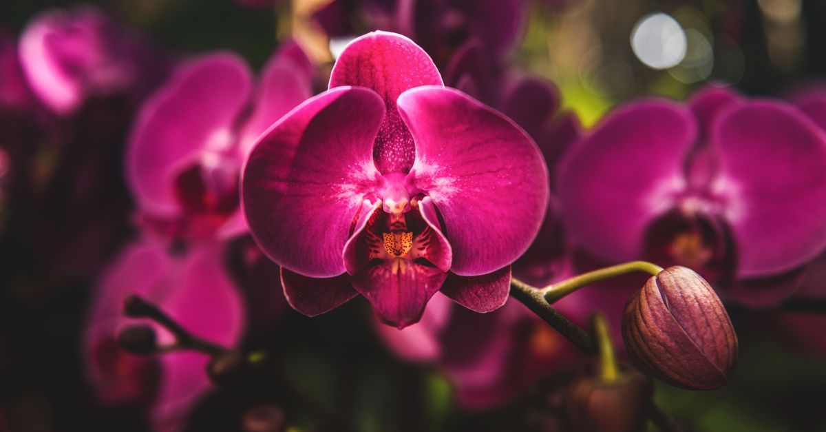 Tipos de Orquídea: Conheça as Principais Espécies e Escolha a Ideal para o Seu Espaço